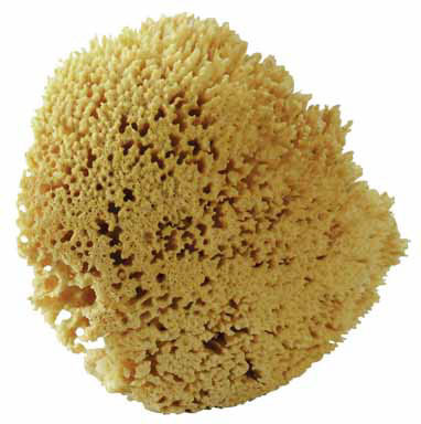 SPONGE NAT SEAWOOL7-8"