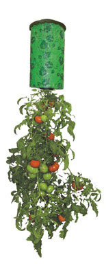 TOPSY TURVY TOMATO