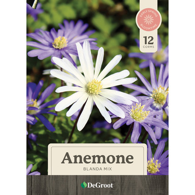 BULB ANEMONE BLNDA MIX