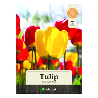 BULB TULIP CLASSIC MIX