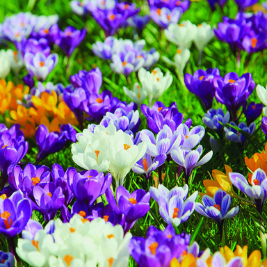 BULB CROCUS MIX SHADE