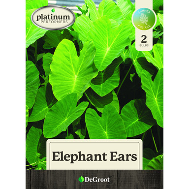 NS ELEPHANT EAR 2 PACK