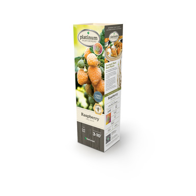 NS PLNT RASPBRY FALL GLD
