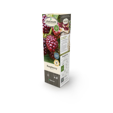 NS PLNT RASPBRY ROYAL