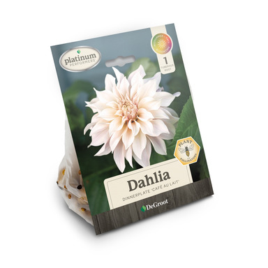 NS PLANT DAHLA CAFE AULT