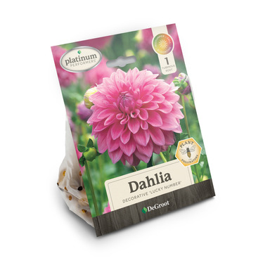 Dg Plant Dahlia Lucky Number