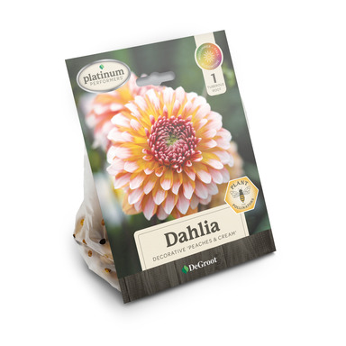 PLANT DAHLIA PEACH&CREAM