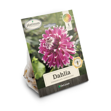 NS PLANT DAHLIA VANCOUVR