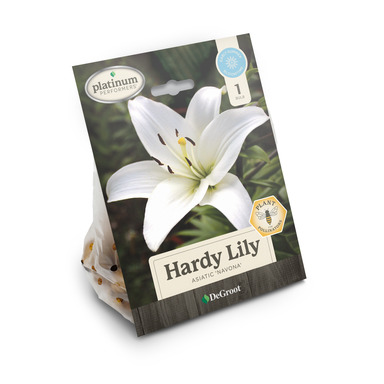 NS ASIATC NAV LILY BULB