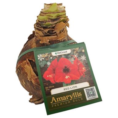 NS BULB RED AMARYLLIS