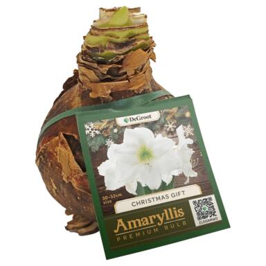AMARYLLIS CHRSTMS GIFT BULB