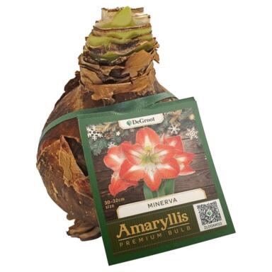 AMARYLLIS MINERVA BULB
