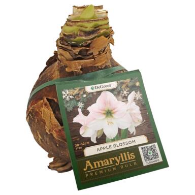 AMARYLLIS APPLE BLSM BULB