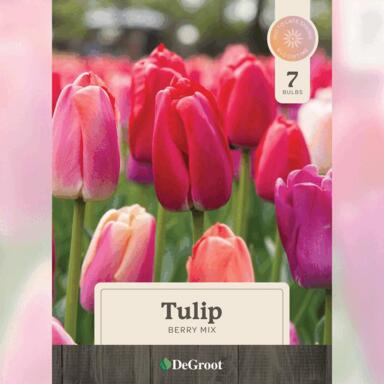Ns Tulip Bulb Bry Mx 7pk
