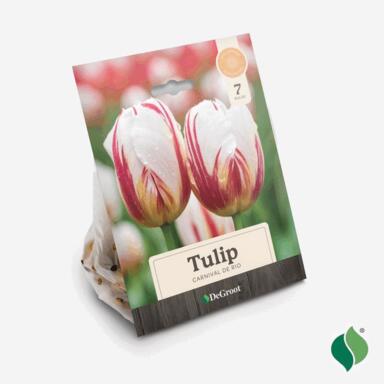 Ns Bulb Tlp Crnvl De Rio