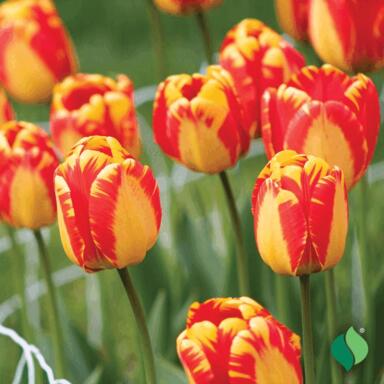 Ns Bulb Tlp Bnj Lk Pk/7