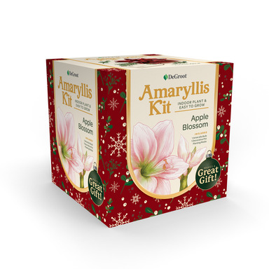 AMARYLLIS GIFTBOX24-26CM