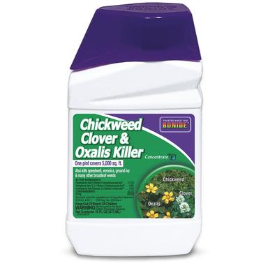 CHICKWD/CLOVER KLR 16OZ