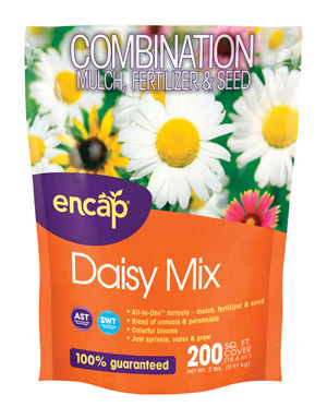 NS DAISY CUT FLOWERS