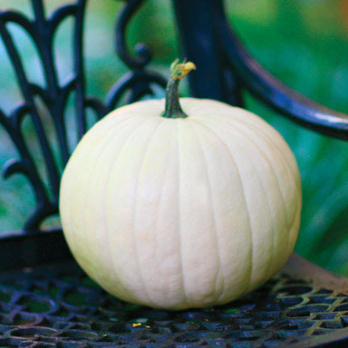 NS WHITE PUMPKIN 60 CT