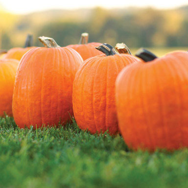 NS MEDIUM PUMPKIN
