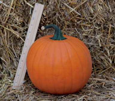 NS MEDIUM PUMPKIN 60 CT