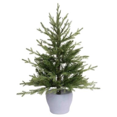 Cmas Fraser Fir Ptted 3