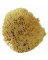 SPONGE NAT SEAWOOL7-8"