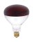 Westinghouse 250 W R40 Reflector/Heat Lamp Incandescent Bulb E26 (Medium) Red 1 pk