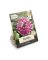 NS PLANT DAHLIA VANCOUVR