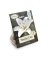 NS ASIATC NAV LILY BULB