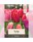 NS TULIP BULB BRY MX 7PK