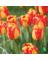 NS BULB TLP BNJ LK PK/7