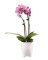 Ns Mini Orchids