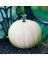 NS WHITE PUMPKIN 60 CT