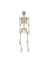 POSE N STAY SKELETON 5