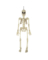 FUNNY BONES SKELETON 16"