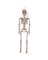 ANIMATED SKELETON 36"