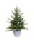 Cmas Fraser Fir Ptted 3