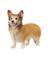 Fgr Wlsh Corgi Bg/brw 2"