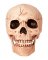 MEDIUM SKULL MOVING JAW