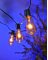 EDISON LITES 10CT CLR