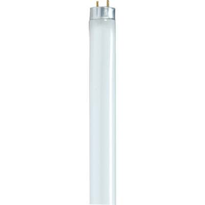 32W T8 FLUOR WMWH BULB