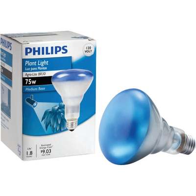 75BR30 PLANT 6/1 BULB