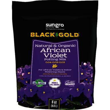 BLACK GOLD AFRICAN VIOLET 8QT