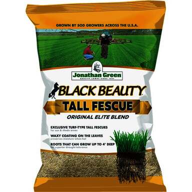 3# BB TALL FESCUE SEED