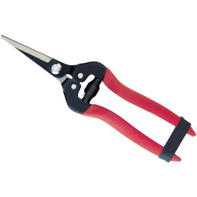 CORONA RED STRAIGHT SNIPPER