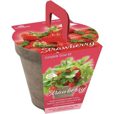 STRAWBERRY GROW KIT