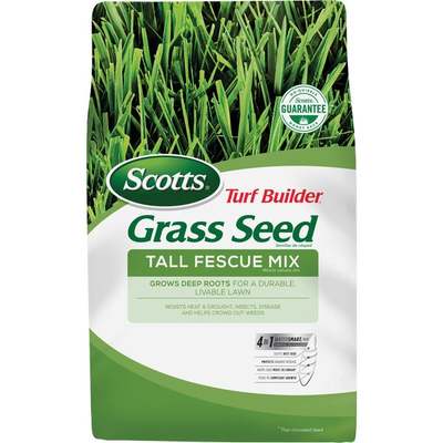 3LB TB TALL FESCUE GRASS