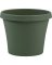 POT POLY LIVING GREEN 6"